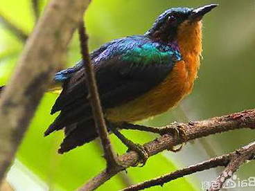 紫颊直嘴太阳鸟图片