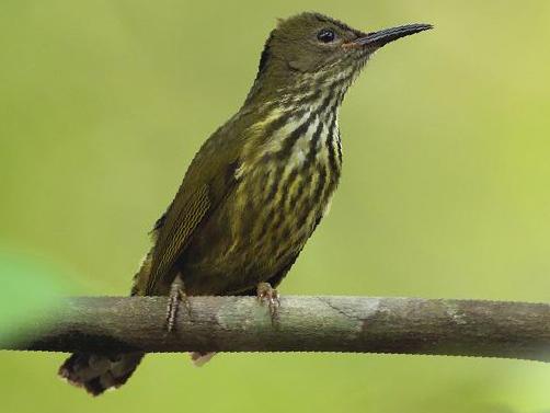 蓝枕花蜜鸟图片