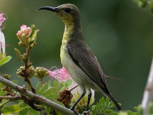 黄腹花蜜鸟图片