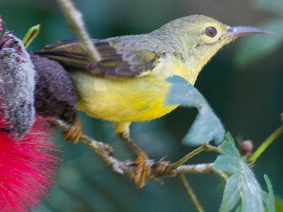 黄腹花蜜鸟图片