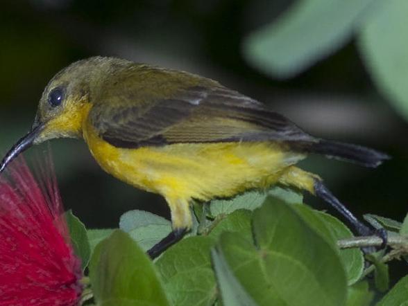 黄腹花蜜鸟图片