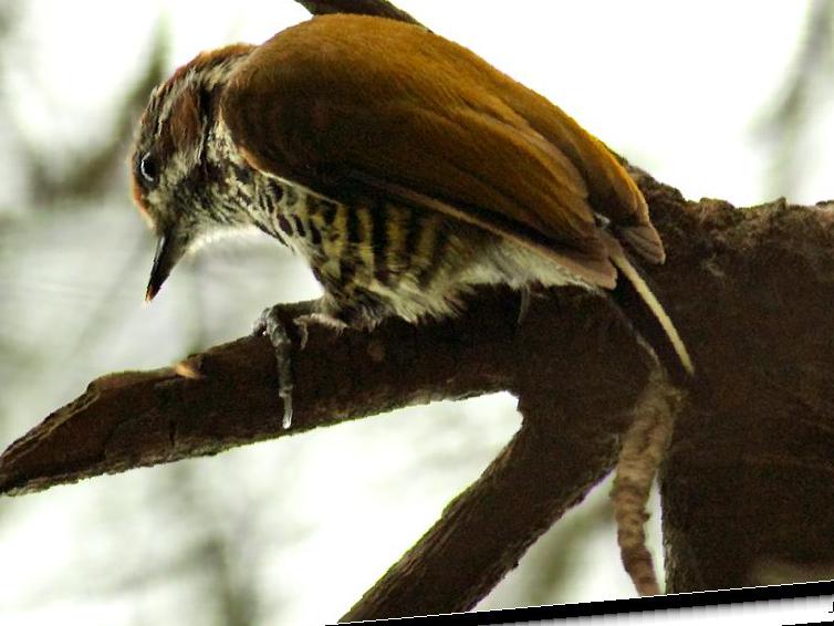 斑姬啄木鸟图片