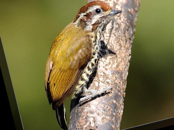 斑姬啄木鸟图片