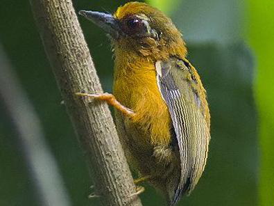 白眉棕啄木鸟图片