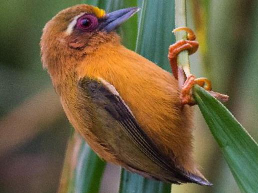 白眉棕啄木鸟图片