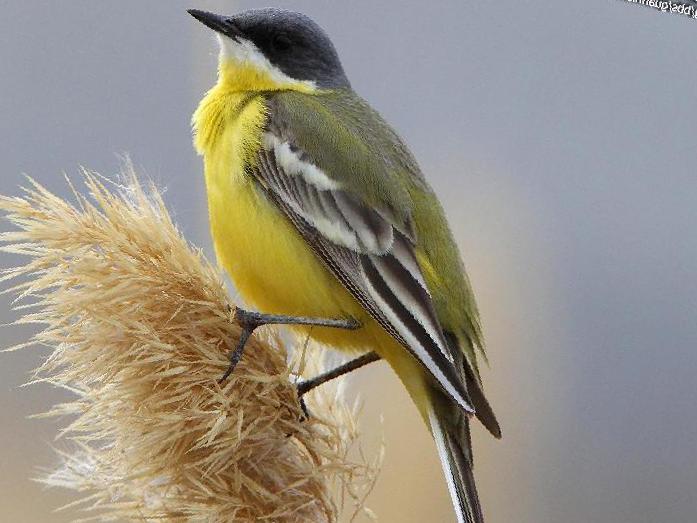 黄鹡鸰图片