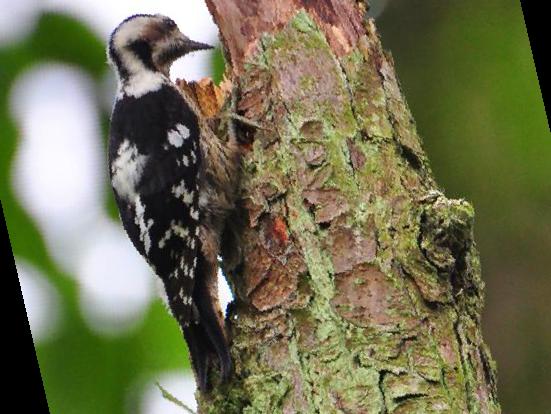 星头啄木鸟图片