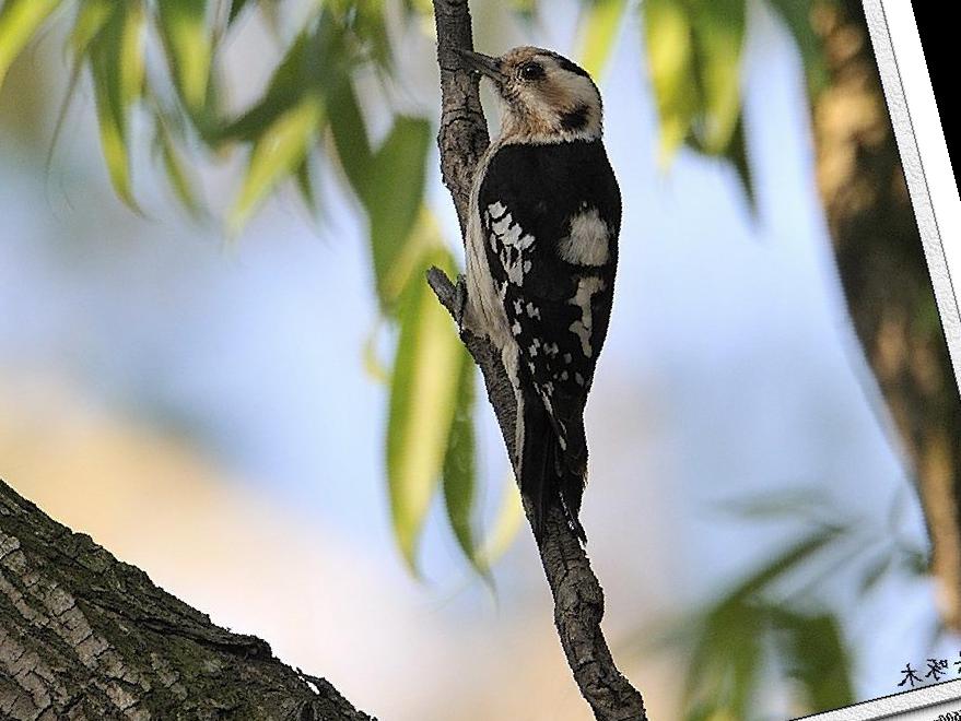 星头啄木鸟图片