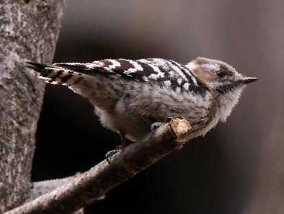 小星头啄木鸟图片
