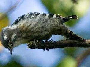 小星头啄木鸟图片