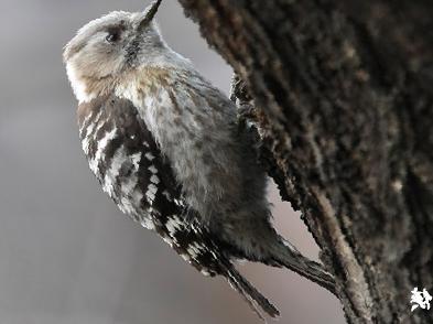 小星头啄木鸟图片