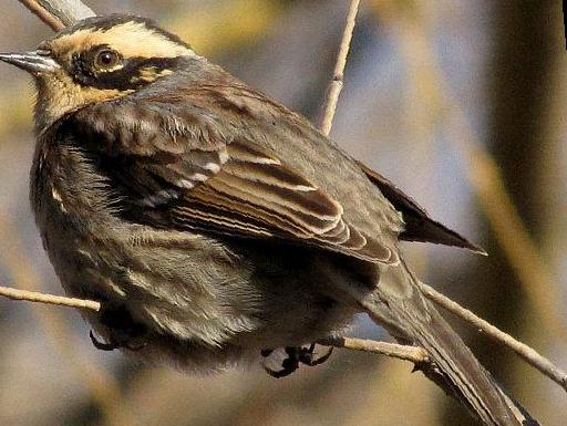 棕眉山岩鹨图片