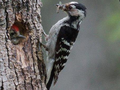 小斑啄木鸟图片