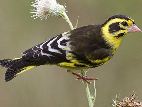高山金翅[雀]图片