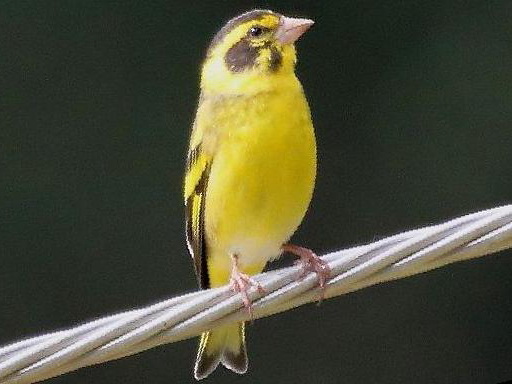 高山金翅[雀]图片