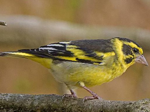 高山金翅[雀]图片