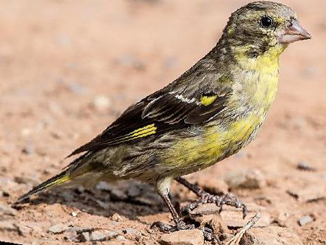 高山金翅[雀]图片