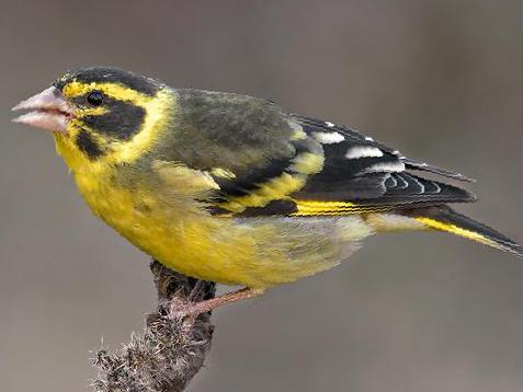 高山金翅[雀]图片