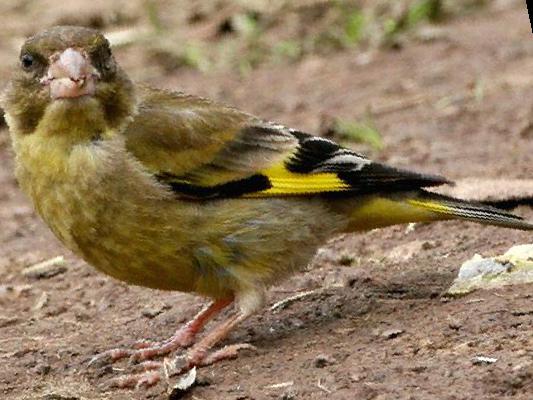 黑头金翅[雀]图片