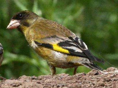 黑头金翅[雀]图片