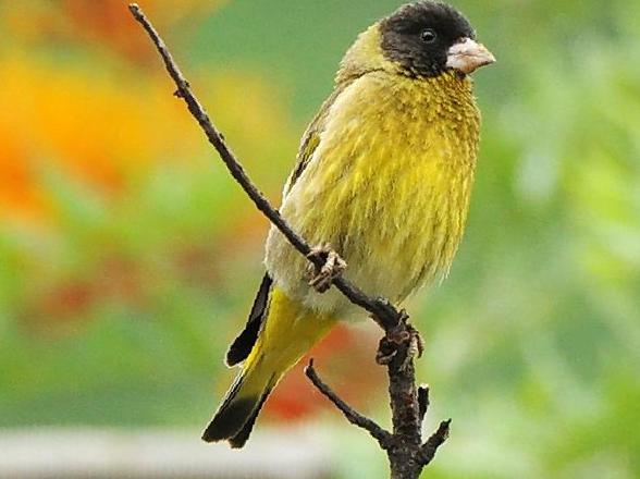 黑头金翅[雀]图片