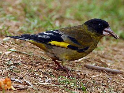 黑头金翅[雀]图片