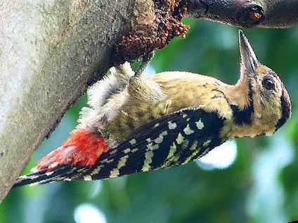 茶胸斑啄木鸟图片