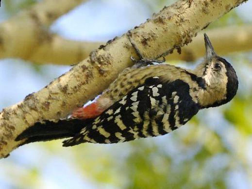 茶胸斑啄木鸟图片