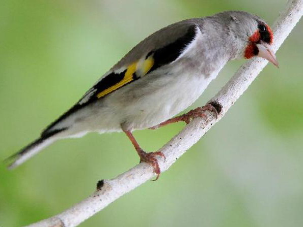 红额金翅[雀]图片