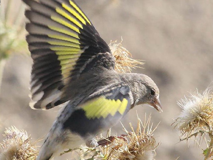 红额金翅[雀]图片