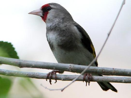 红额金翅[雀]图片