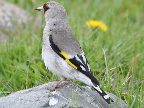 红额金翅[雀]图片