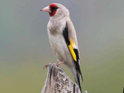 红额金翅[雀]图片