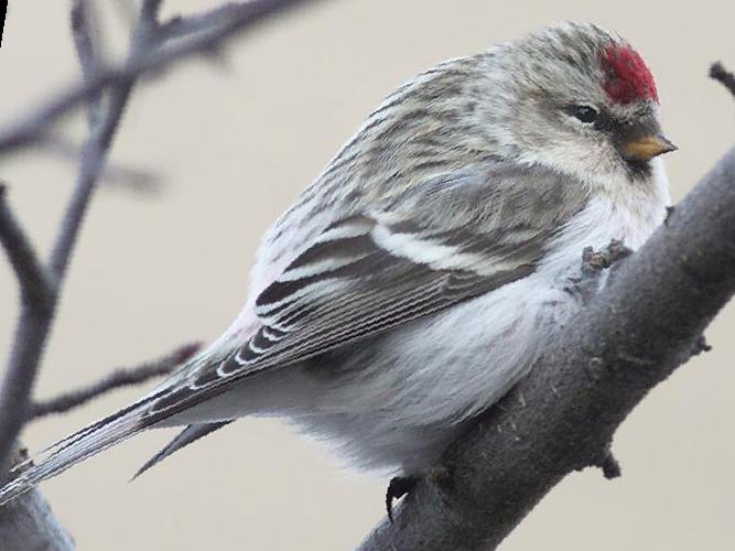 极北朱顶雀图片