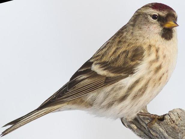 极北朱顶雀图片