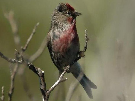 白腰朱顶雀图片