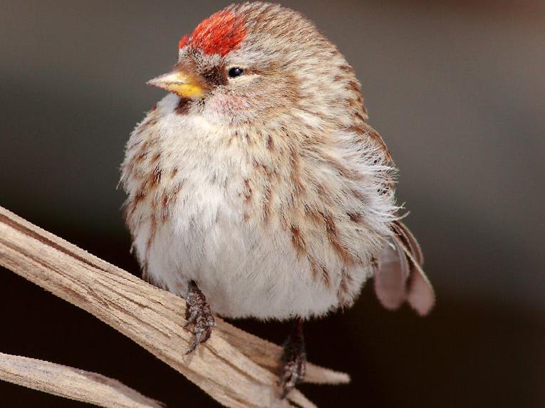 白腰朱顶雀图片