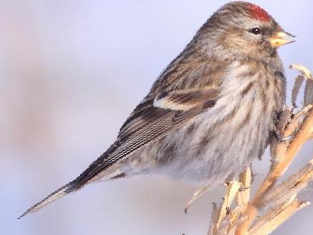 白腰朱顶雀图片