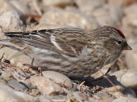 白腰朱顶雀图片