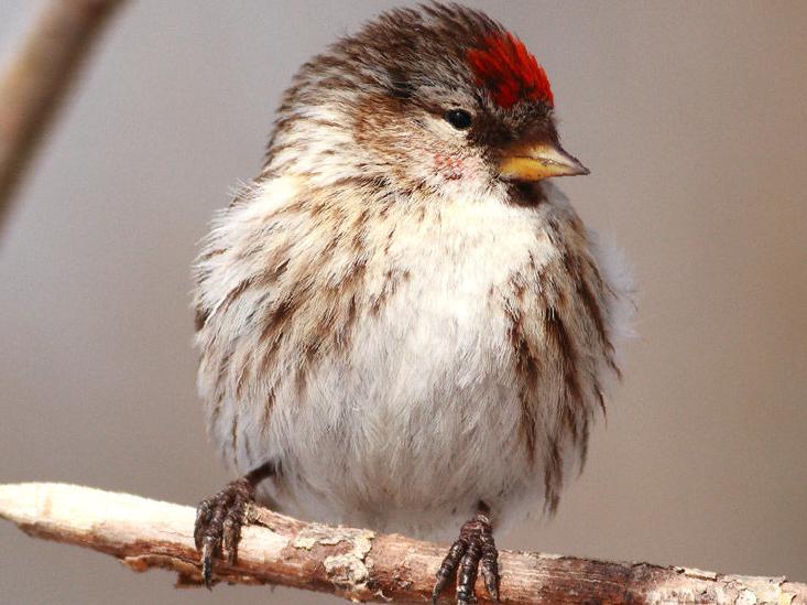 白腰朱顶雀图片