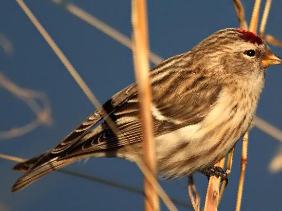 白腰朱顶雀图片
