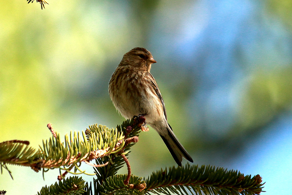 黄嘴朱顶雀图片