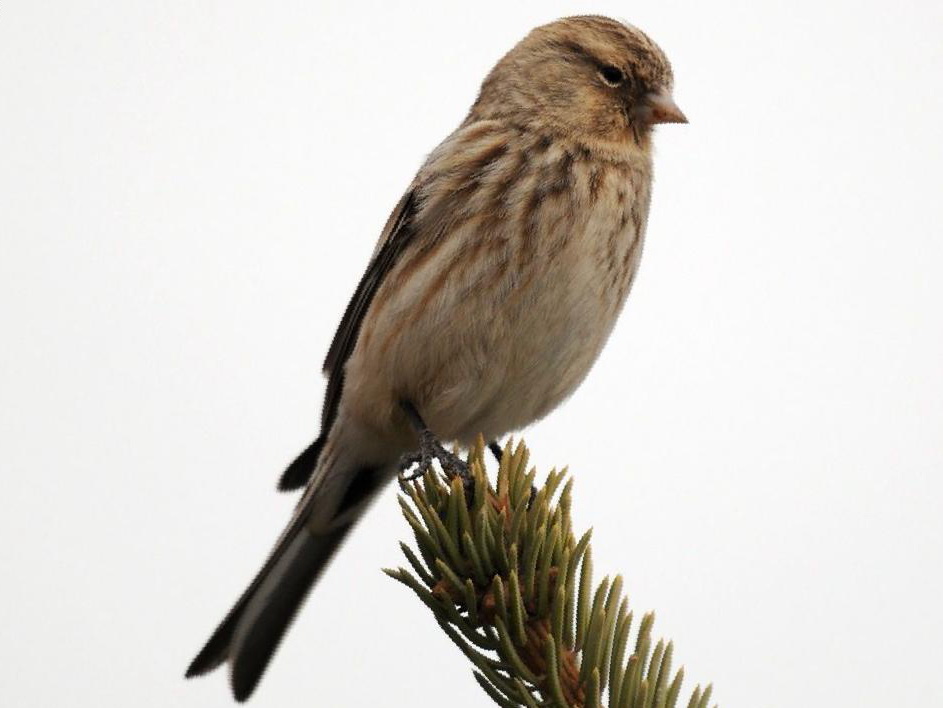 黄嘴朱顶雀图片