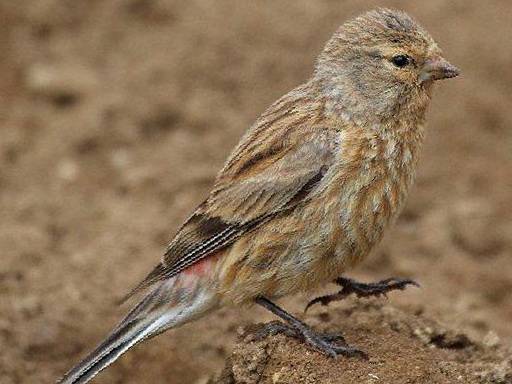 黄嘴朱顶雀图片