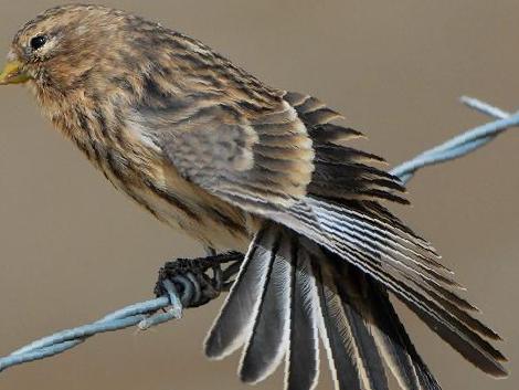 黄嘴朱顶雀图片