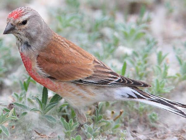 赤胸朱顶雀图片