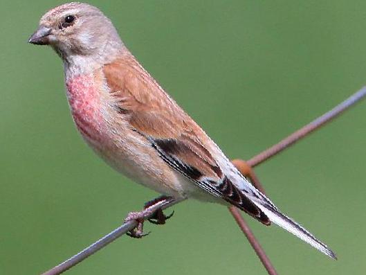 赤胸朱顶雀图片