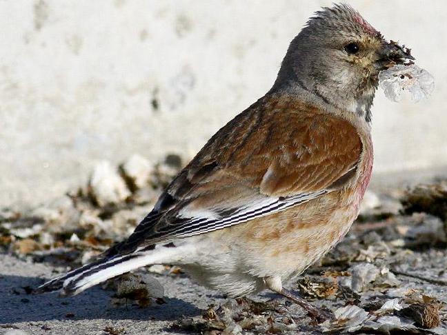 赤胸朱顶雀图片