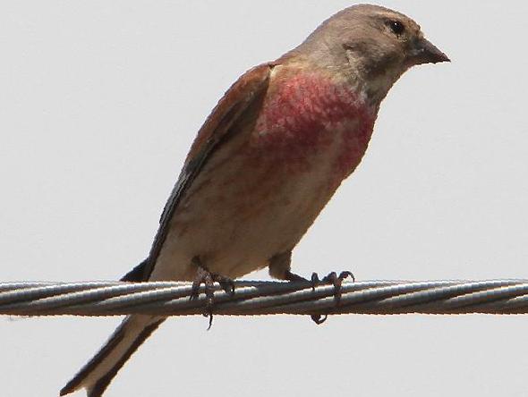 赤胸朱顶雀图片