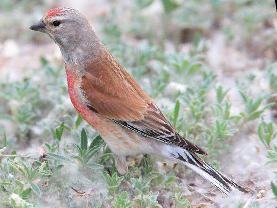 赤胸朱顶雀图片